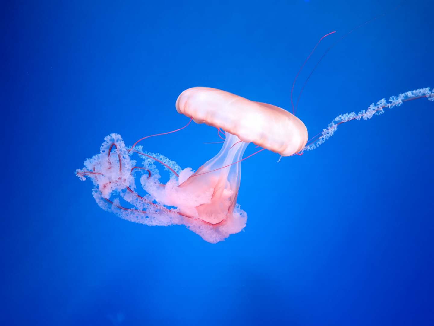 什么是2020年香港优才计划?香港优才计划问题详解